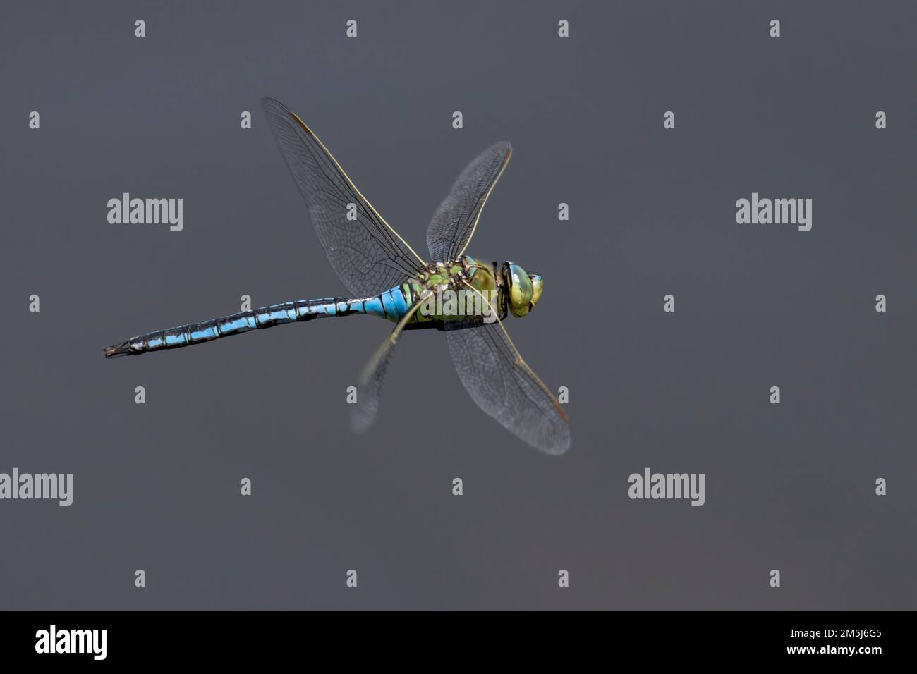 Kaiser Dragonfly alias Blauer Kaiser im Flug, mit Kreuzflügeln auf dem hinteren Flügel, grüner Körper und langer blauer Thorax vor klarem Hintergrund Stockfoto