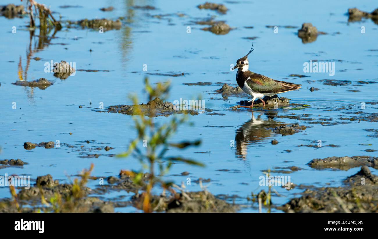 Ein Lapwing in den Sümpfen des Donaudeltas Stockfoto