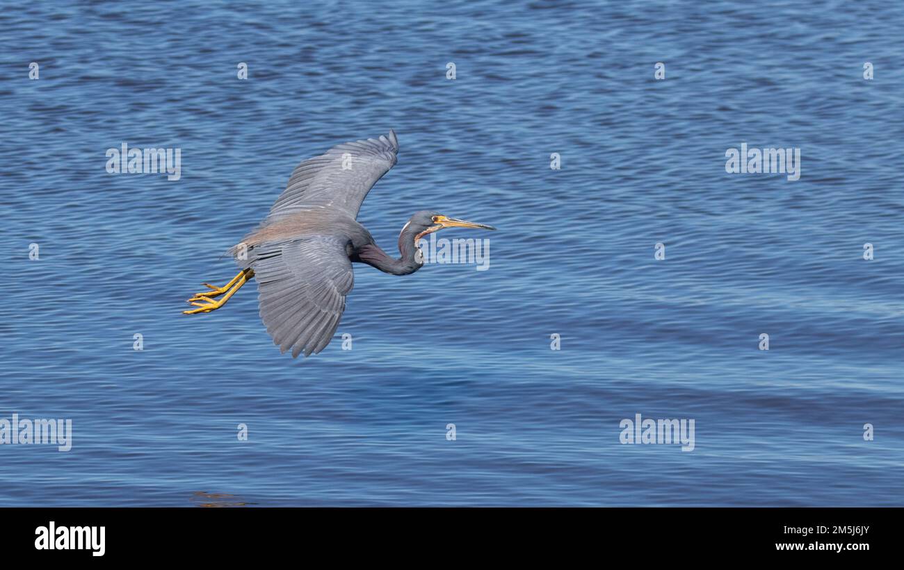 Der dreifarbige Heron, auch bekannt als Louisiana Heron, gleitet im Flug über das blaue Wasser eines Sees in Florida mit großen gelben Flügelbeinen und einem gebogenen Hals Stockfoto