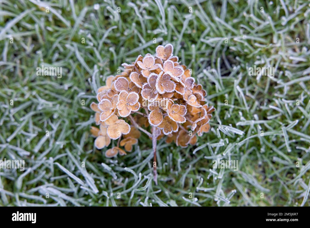 Der Frost bedeckt den toten, braunen Blütenkopf einer Hydrangea-Pflanze, während sie auf Gras liegt Stockfoto