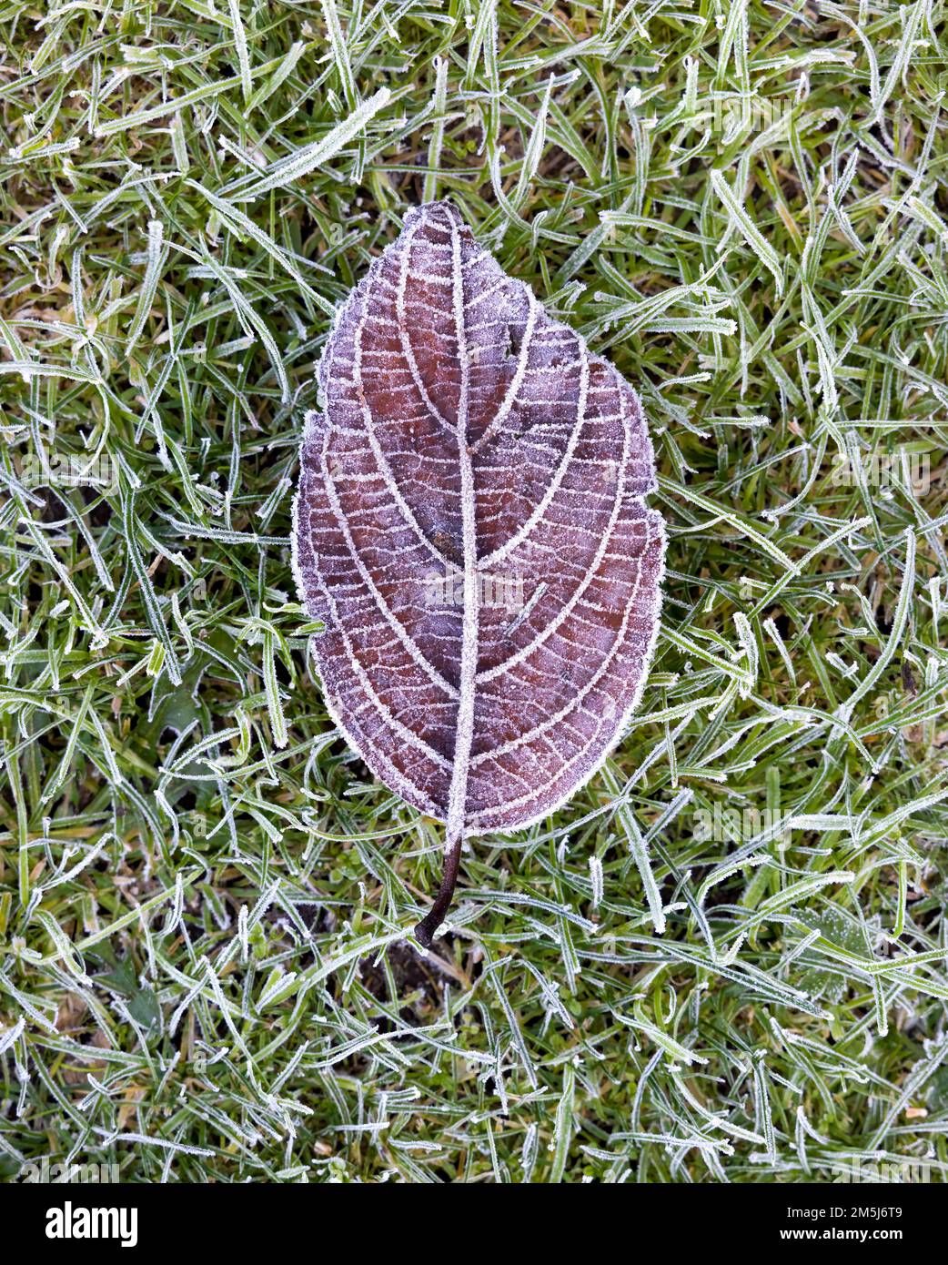 Frost bedeckt ein totes, braunes Blatt, wenn es auf Gras liegt Stockfoto