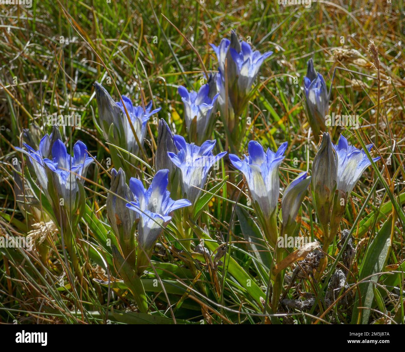 Wilder blauer gentiana acaulis, auch bekannt als stemless oder trompet Enzian, wächst in den hohen Bergen von Pamir in Kirgisistan Stockfoto