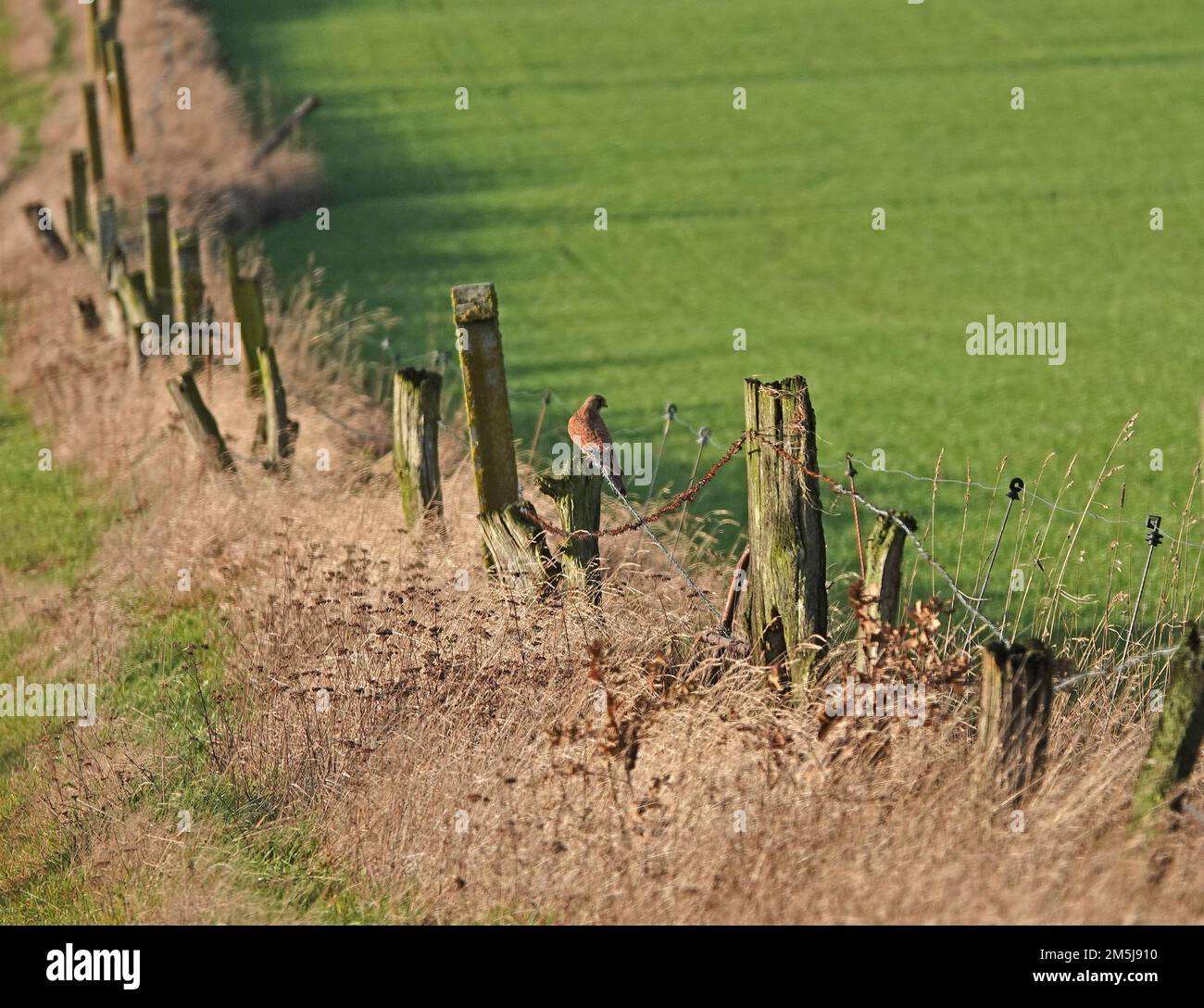 Ein schiefer rustikaler Zaun mit alten Holzpfosten und Stacheldraht. In der Mitte ist ein gewöhnlicher Falco tinnunculus (Falco tinnunculus) fast unsichtbar. Stockfoto