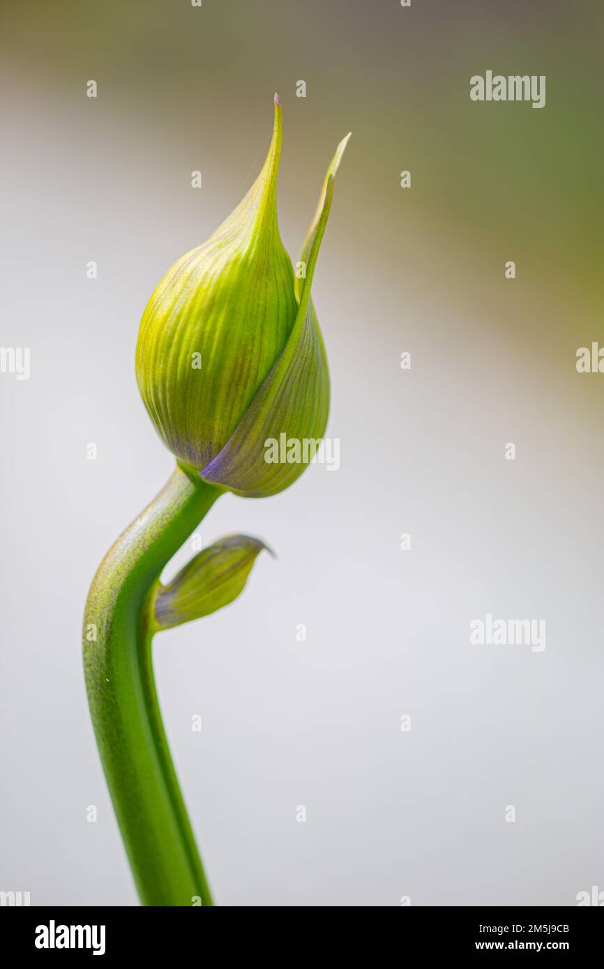 Knospe einer Afrikanischen Lilie (Agapanthus) im Frühstadium mit gekrümmtem Stiel Stockfoto