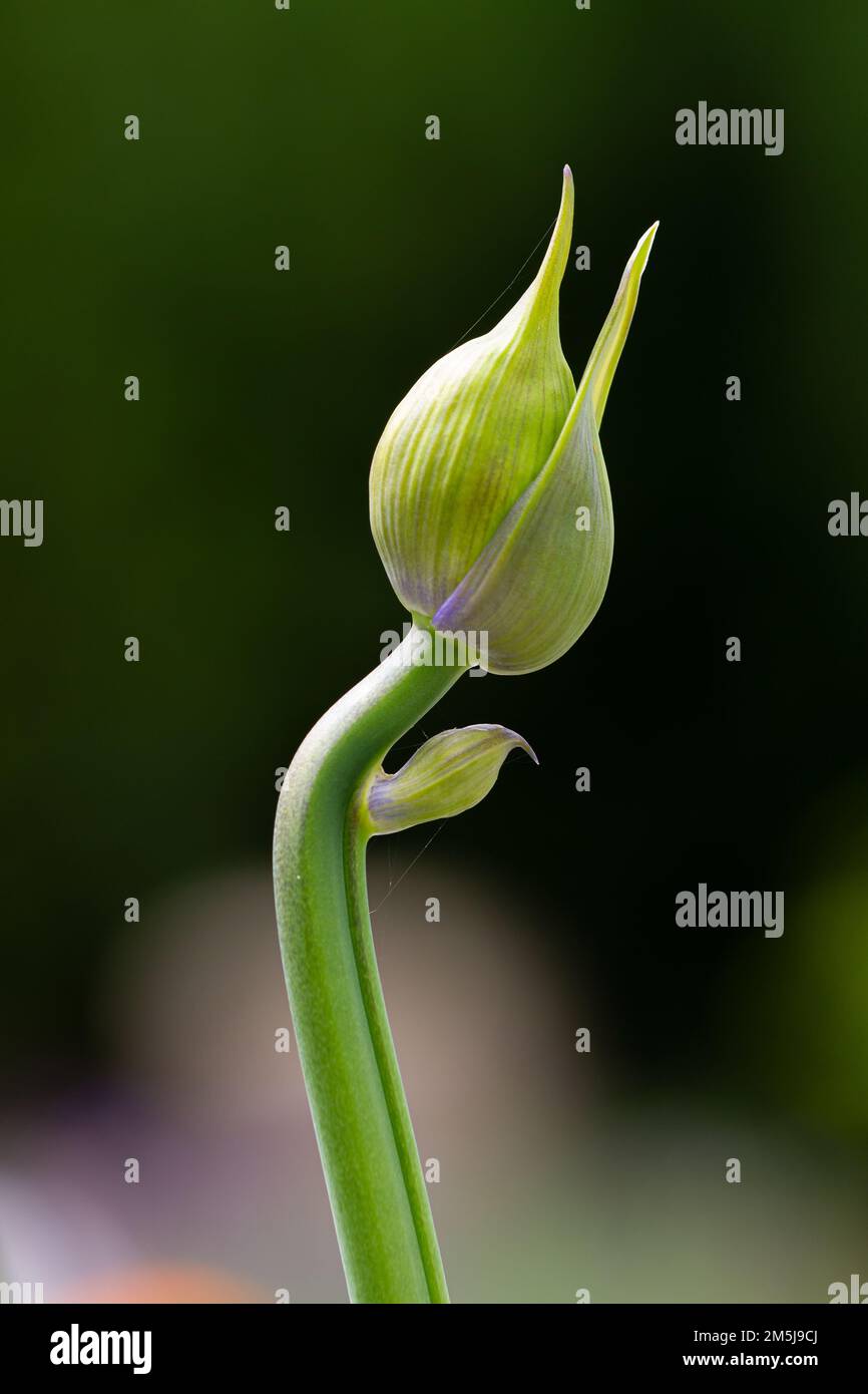 Knospe einer Afrikanischen Lilie (Agapanthus) im Frühstadium mit gekrümmtem Stiel Stockfoto