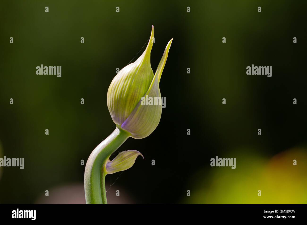 Knospe einer Afrikanischen Lilie (Agapanthus) im Frühstadium mit gekrümmtem Stiel Stockfoto