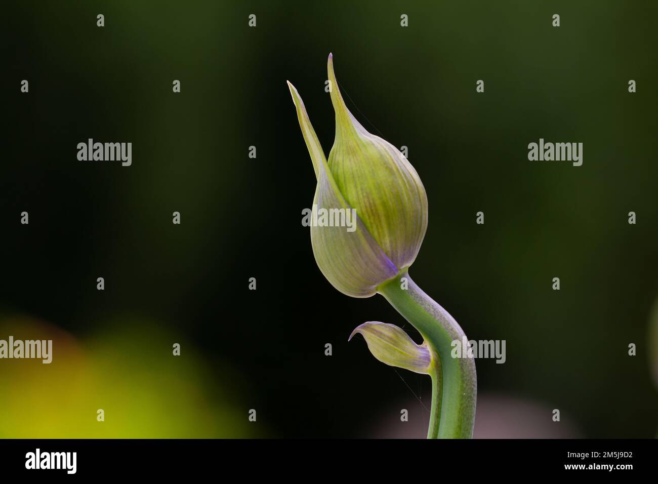 Knospe einer Afrikanischen Lilie (Agapanthus) im Frühstadium mit gekrümmtem Stiel Stockfoto