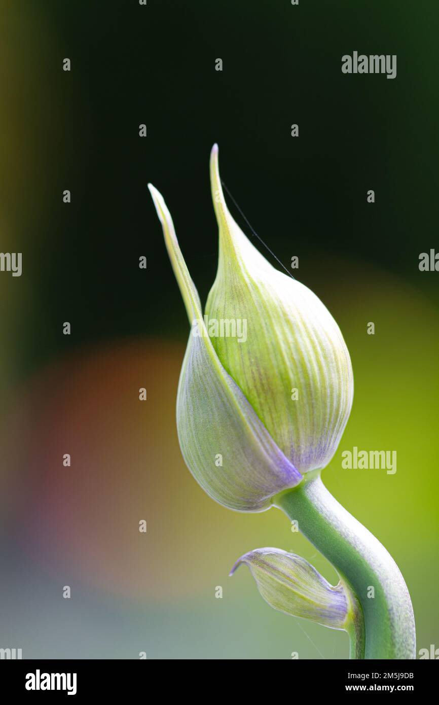 Knospe einer Afrikanischen Lilie (Agapanthus) im Frühstadium mit gekrümmtem Stiel Stockfoto
