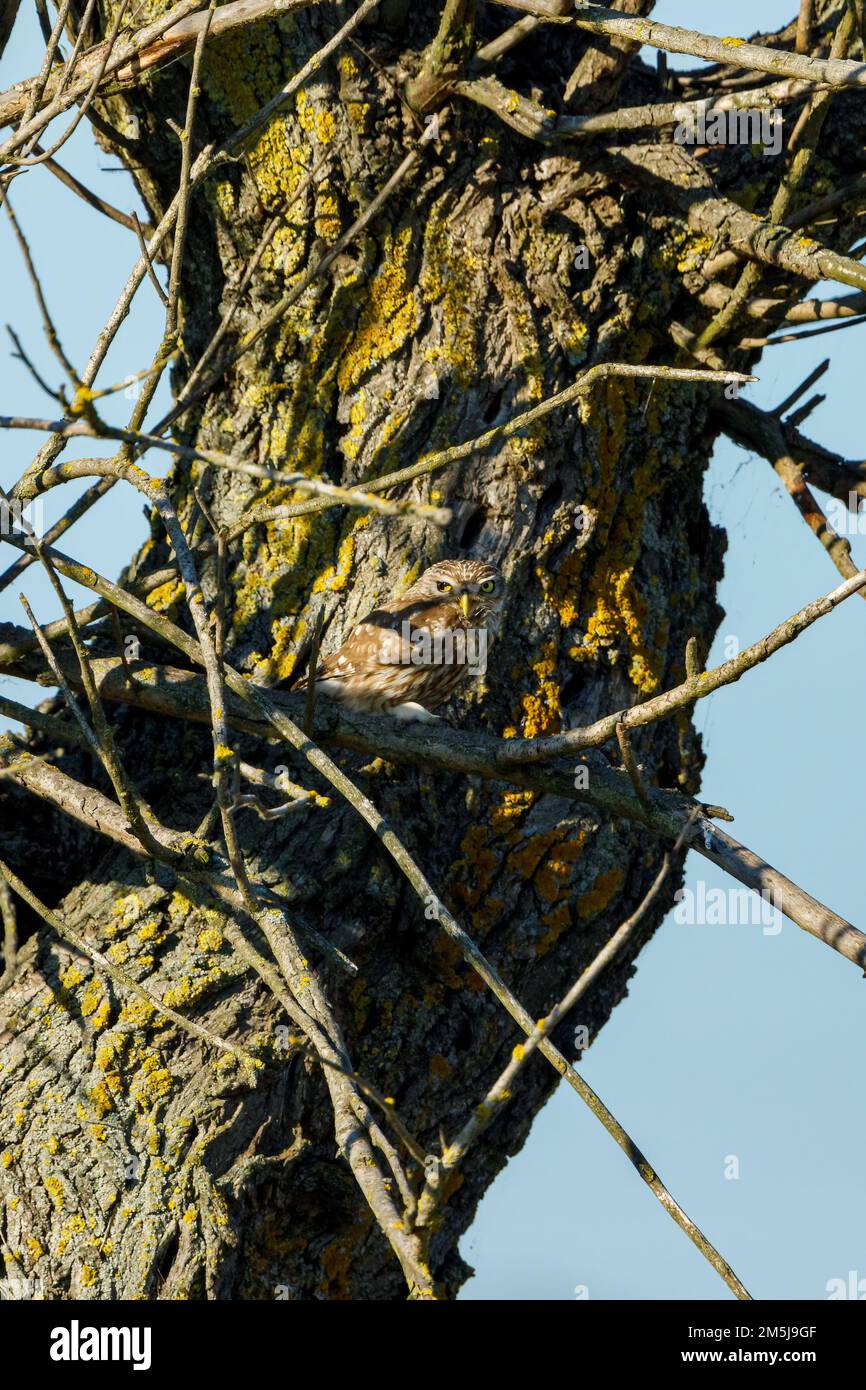 Eine kleine Eule in einem Baum Stockfoto