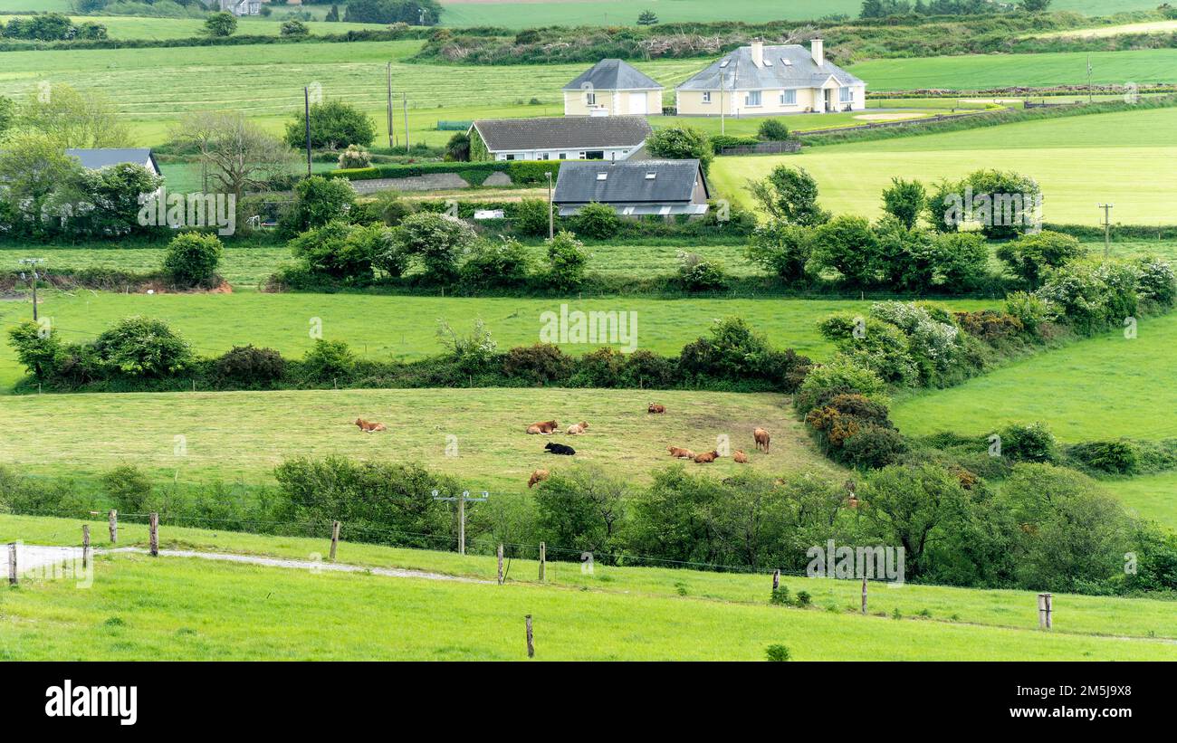 Malerische Landschaft. Grüne Felder, Landschaft. Wunderschöne irische Natur. Stockfoto