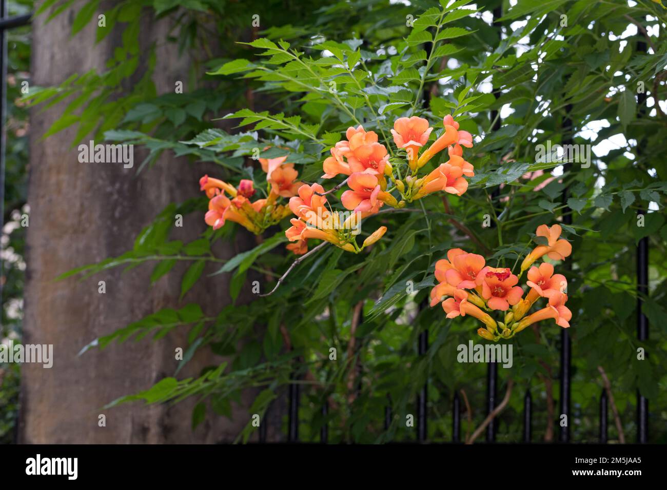 Klettertrompete, wächst an einem Zaun im Siedlungsbereich, Kletter-Trompete, Trompetenblume, Trompeten-Blume, Trompetenwinde, Trompetenwein, Trompeten Stockfoto