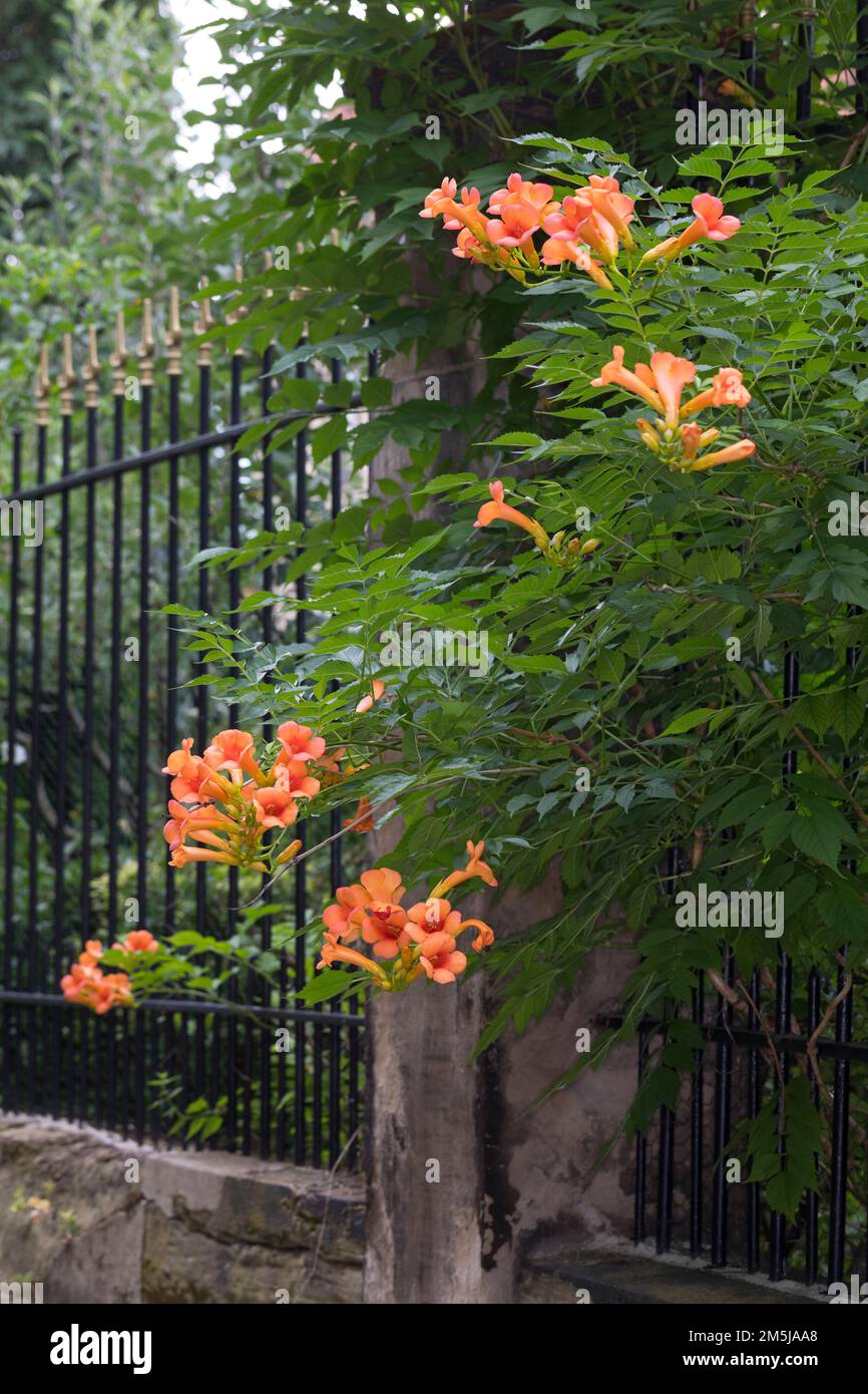 Klettertrompete, wächst an einem Zaun im Siedlungsbereich, Kletter-Trompete, Trompetenblume, Trompeten-Blume, Trompetenwinde, Trompetenwein, Trompeten Stockfoto
