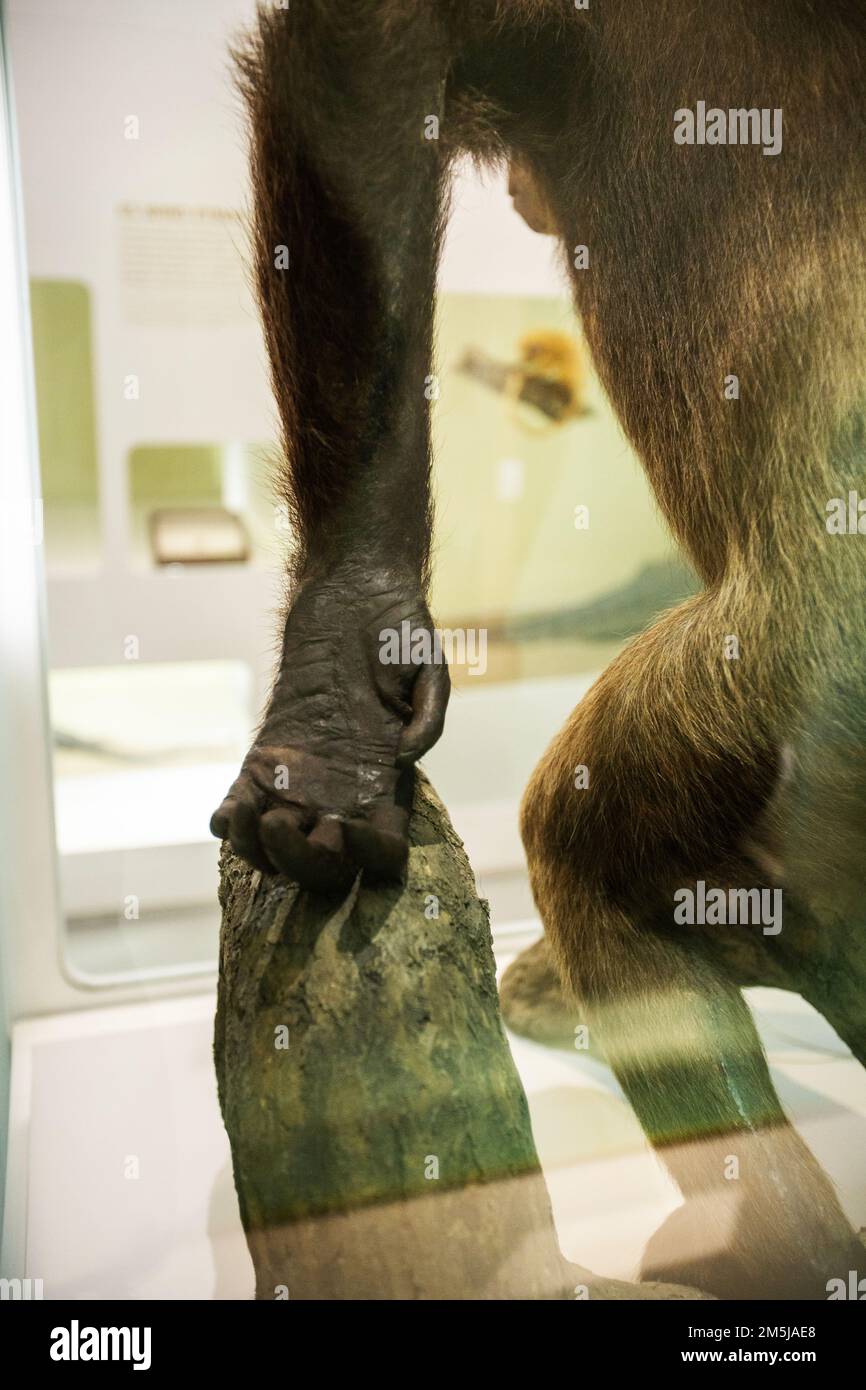 Naturhistorisches Museum, Basel, Schweiz Stockfoto