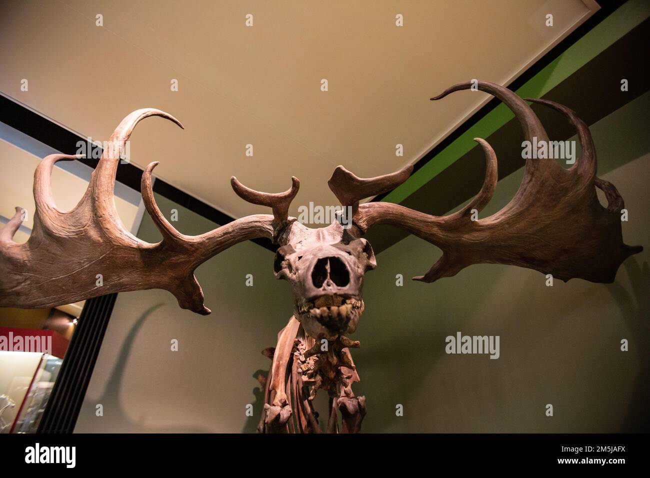 Naturhistorisches Museum, Basel, Schweiz Stockfoto