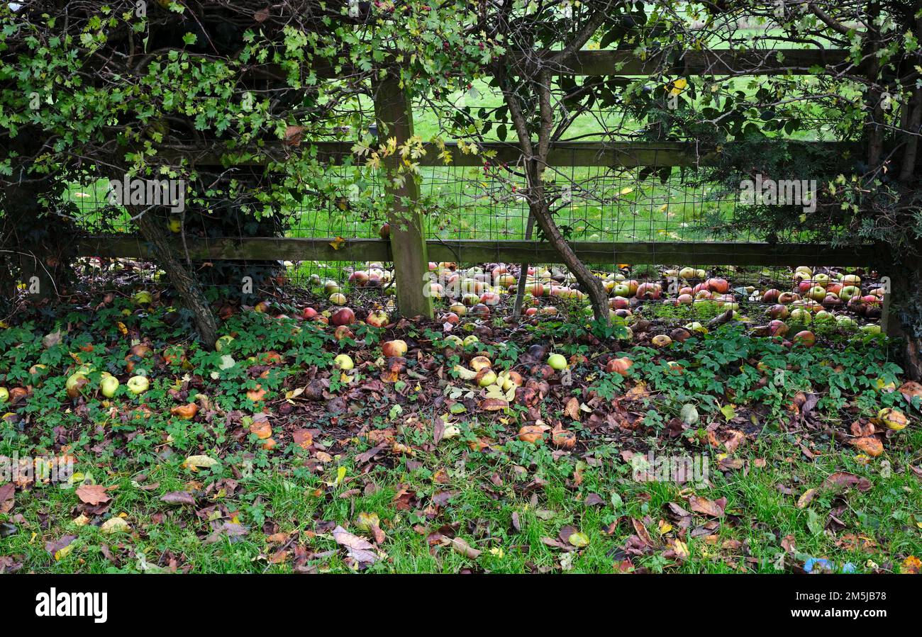 Eine unglaubliche Ernte von Windfall-Äpfeln unbekannter Sorte. Hovingham, North Yorkshire Stockfoto