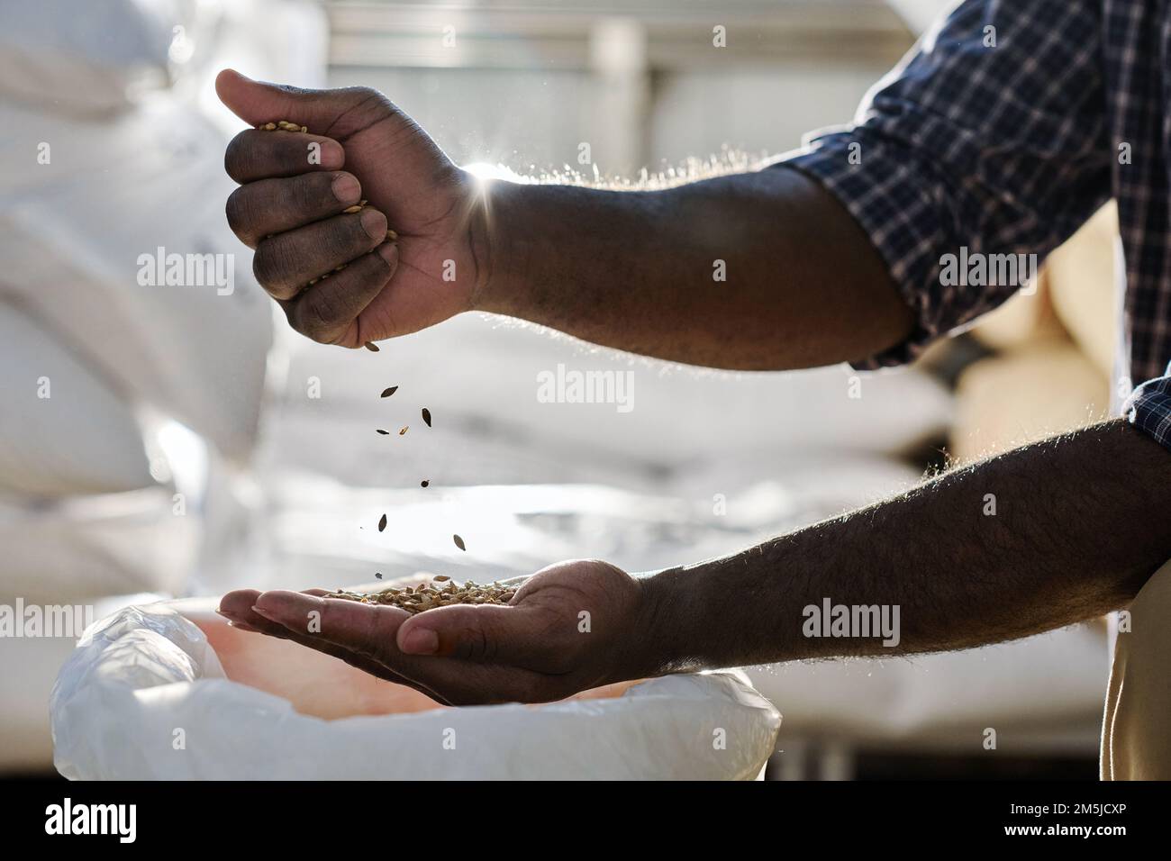 Nahaufnahme eines afroamerikanischen Landwirts, der während der Ernte auf dem Hof gutes Getreide aussucht Stockfoto