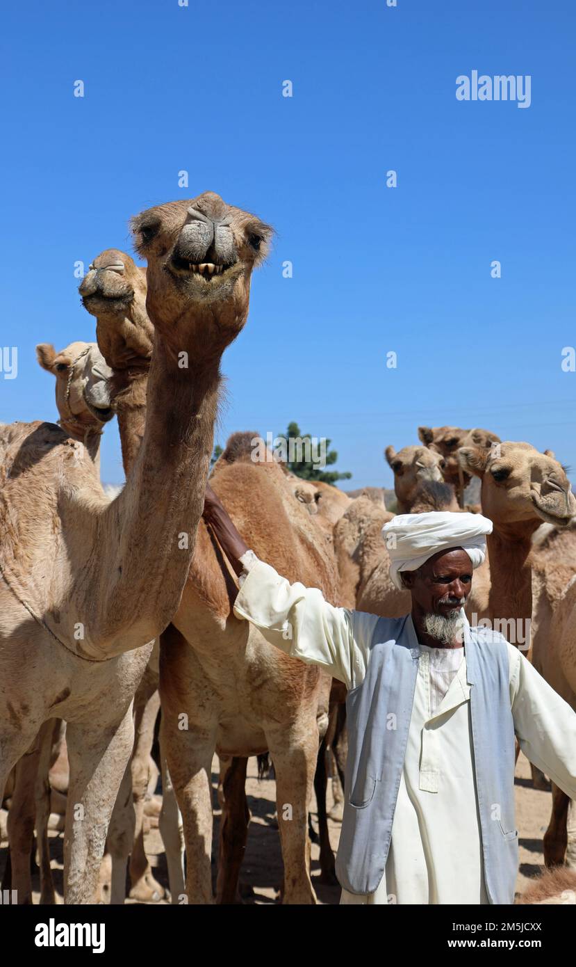Kamelhändler mit seinen Tieren auf dem Keren Markt in Eritrea Stockfoto