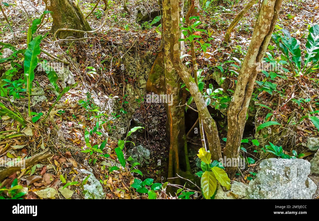 Wanderweg am atemberaubenden blauen türkisfarbenen Wasser und Kalksteinhöhle Sinkhole Cenote Tajma ha Tajmaha in Playa del Carmen Quintana Roo Mexiko. Stockfoto