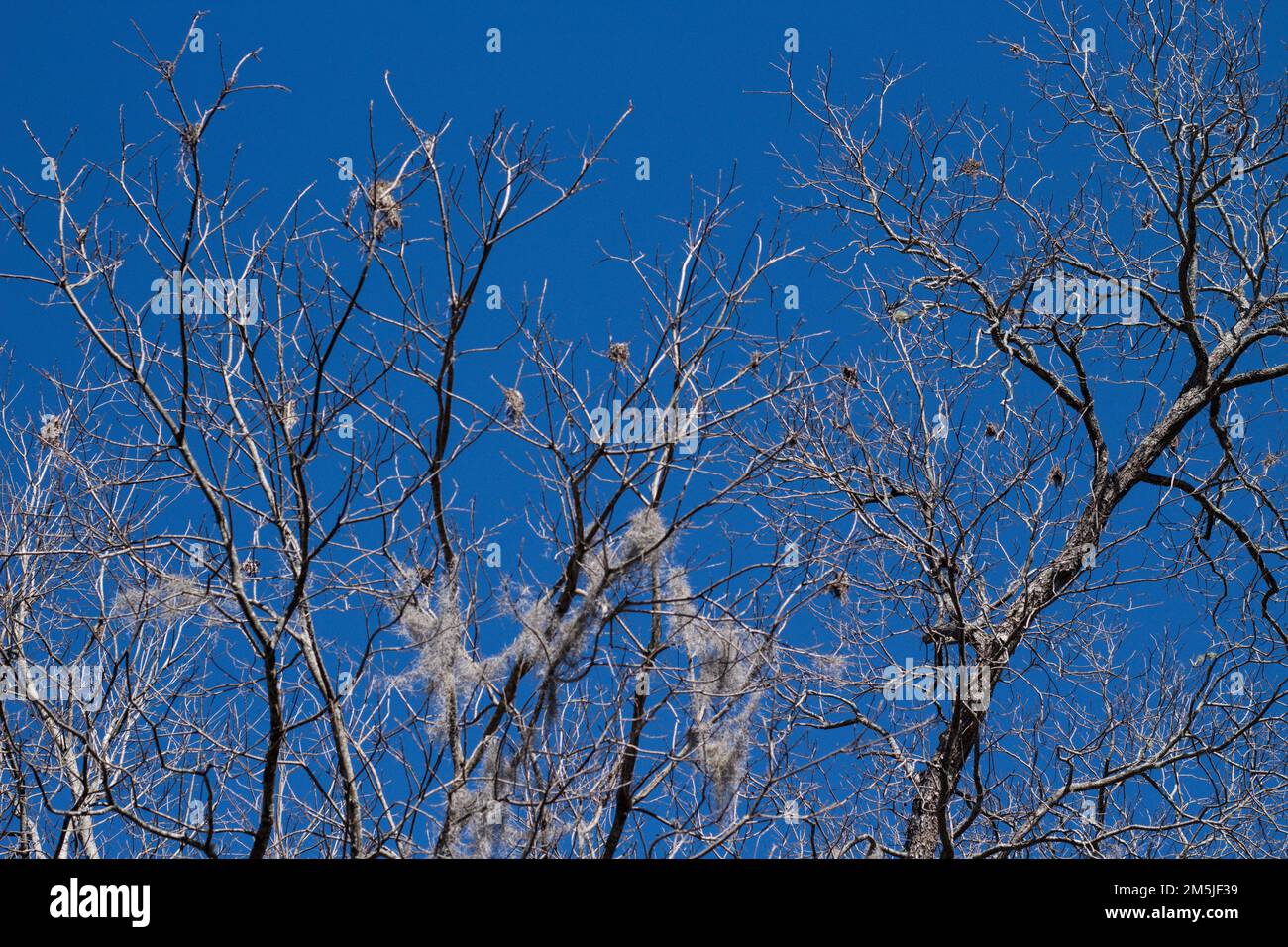 Alte Eiche bedeckt mit spanischem Moos, sodass der Baum im Herbst und Winter geisterhaft aussieht! Es handelt sich um eine Bromelie, die in derselben taxonomischen Familie wie Ananas liegt Stockfoto