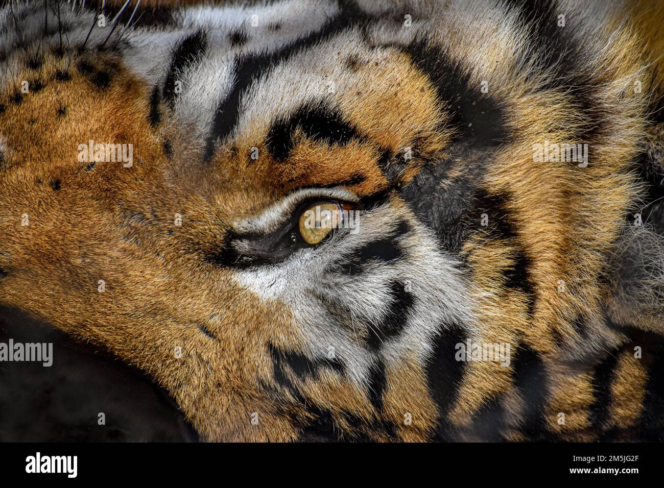 Nahaufnahme eines gelb-weiß gestreiften sibirischen Tigerkopfes mit gelbem Auge und Schnurrbart Stockfoto