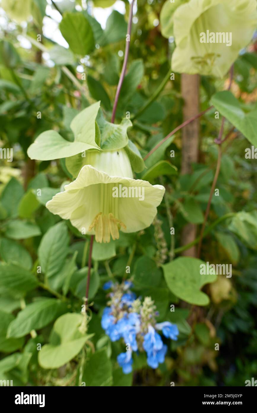Cobea scandes f.alba Flower aus der Nähe Stockfoto