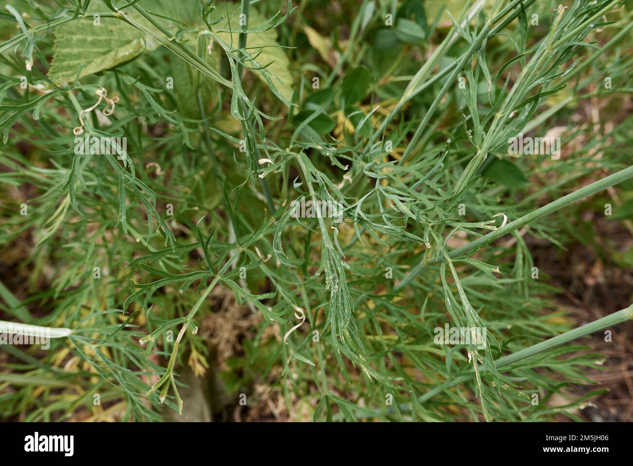 Conopodium majus in Blüte Stockfoto