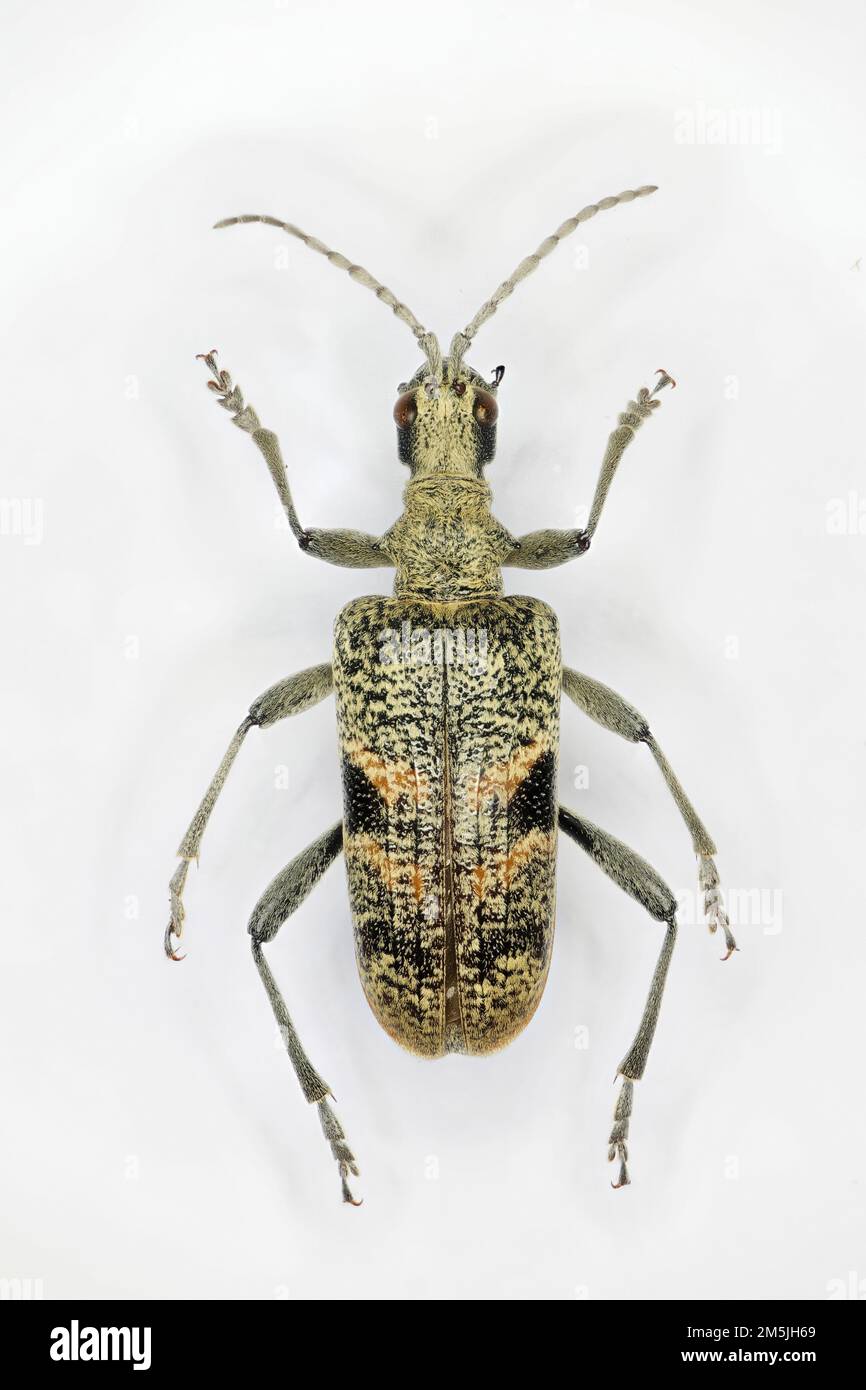 Rhagium mordax, der Longhornkäfer mit Schwarzflecken, ist eine Käferart in der Familie Cerambycidae. Stockfoto