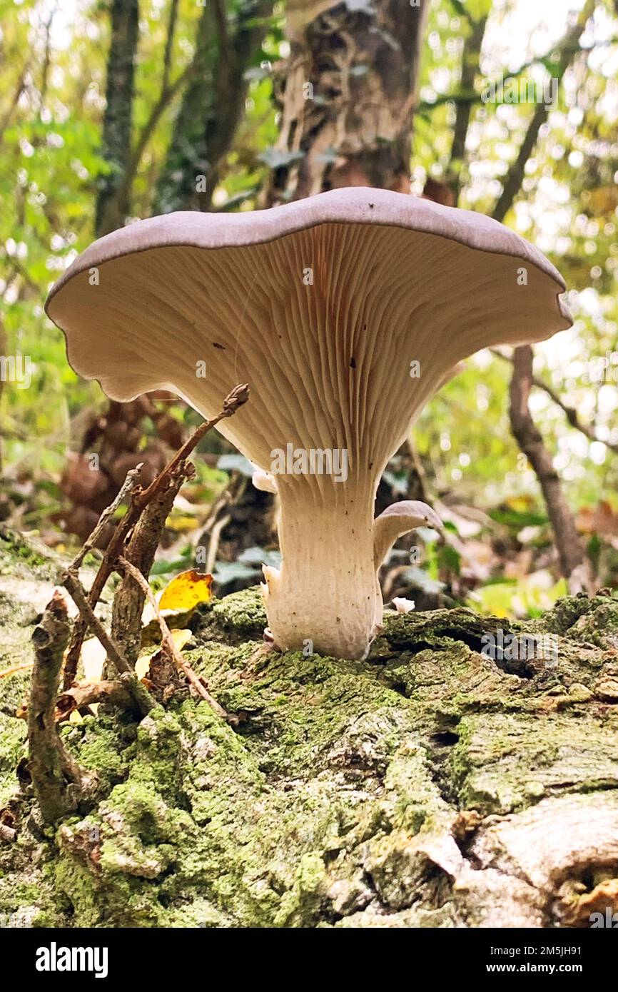 Austernpilz, Pilz Pleurotus ostreatus Stockfoto