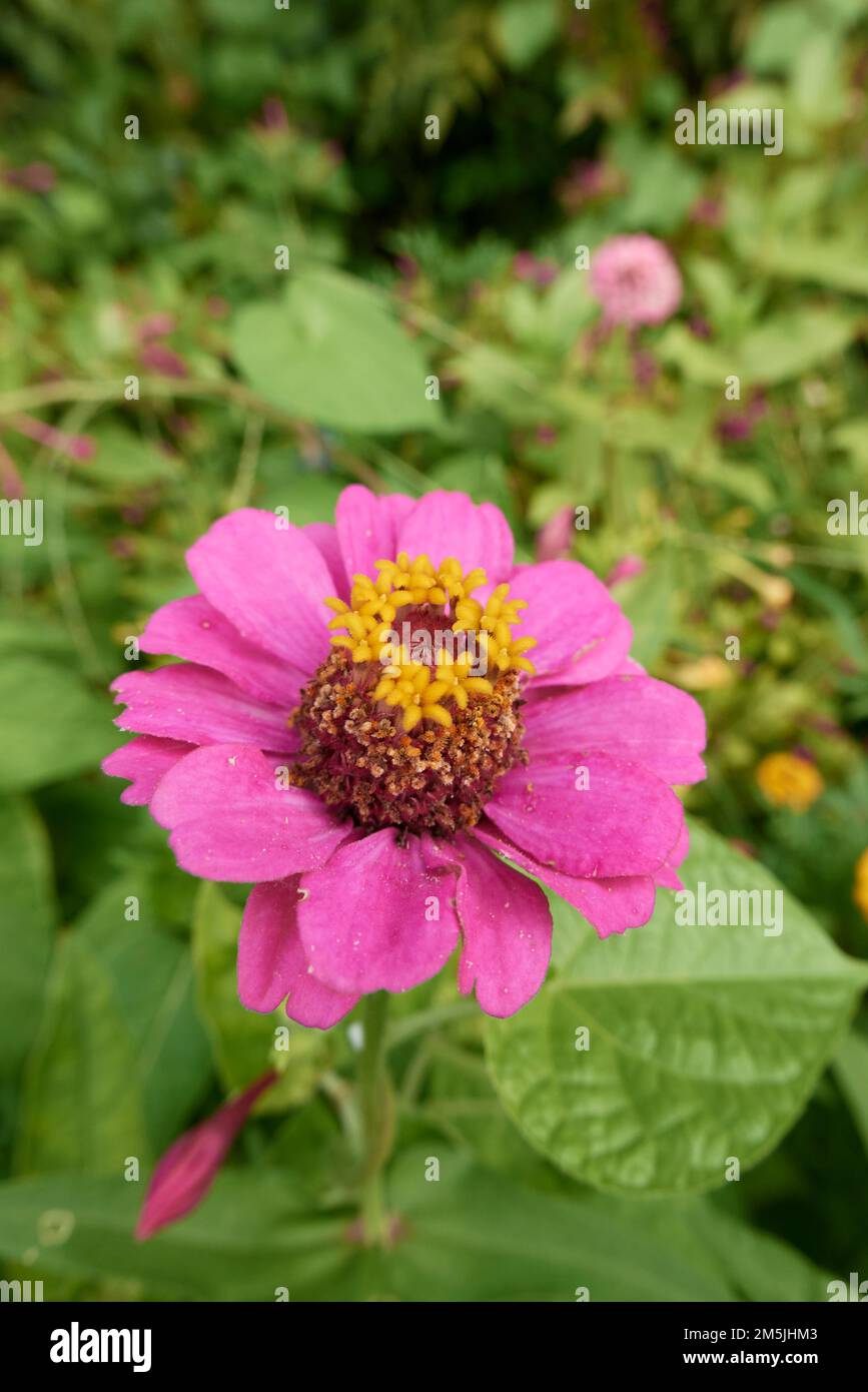 Zinnia elegans farbenfrohe Blumen Stockfoto