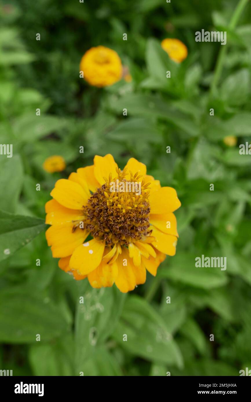 Zinnia elegans farbenfrohe Blumen Stockfoto
