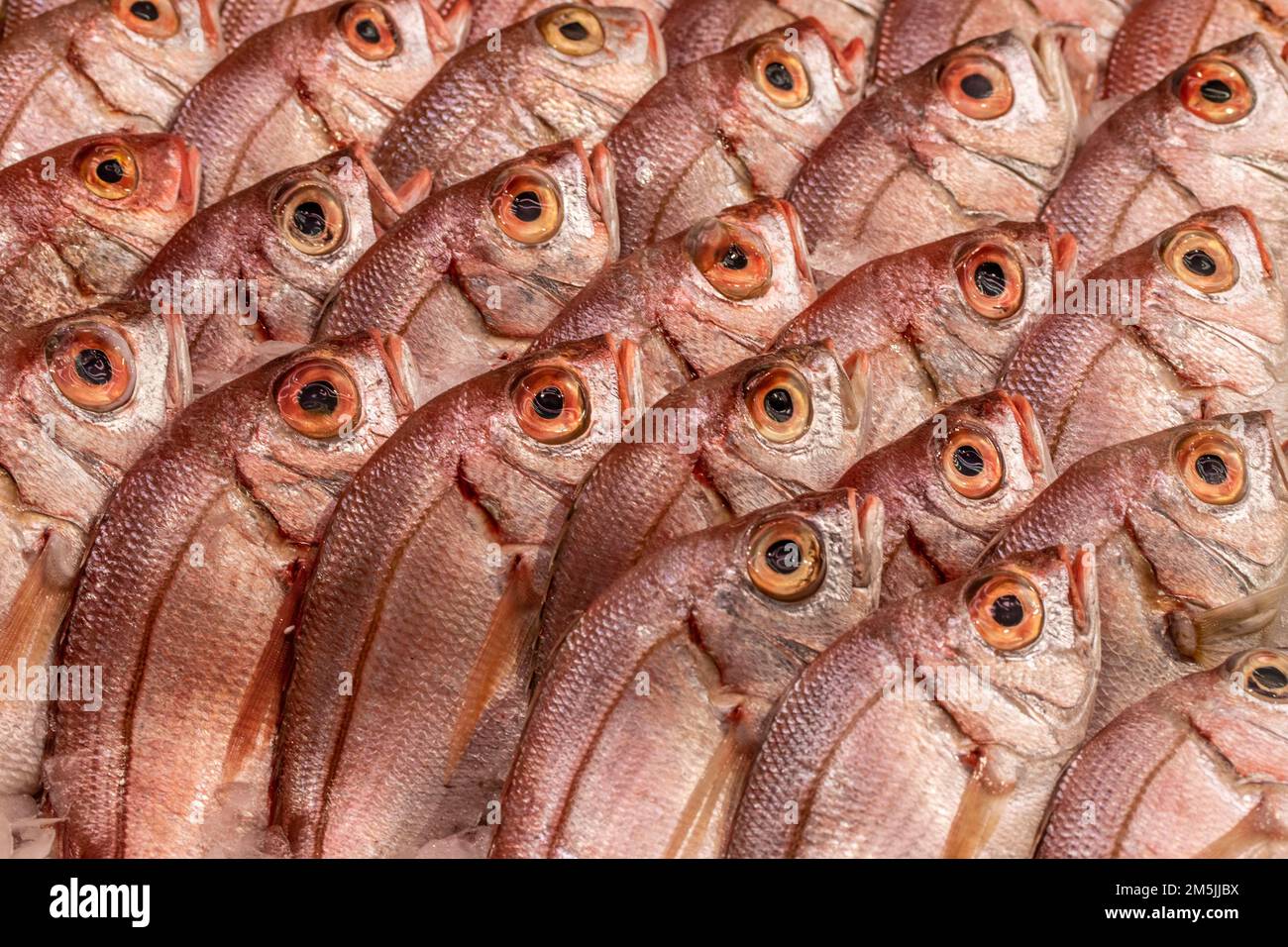 Naturgemusterte Nahaufnahme abstraktes Stillleben von Fischen in Reihen, zum Verkauf Stockfoto