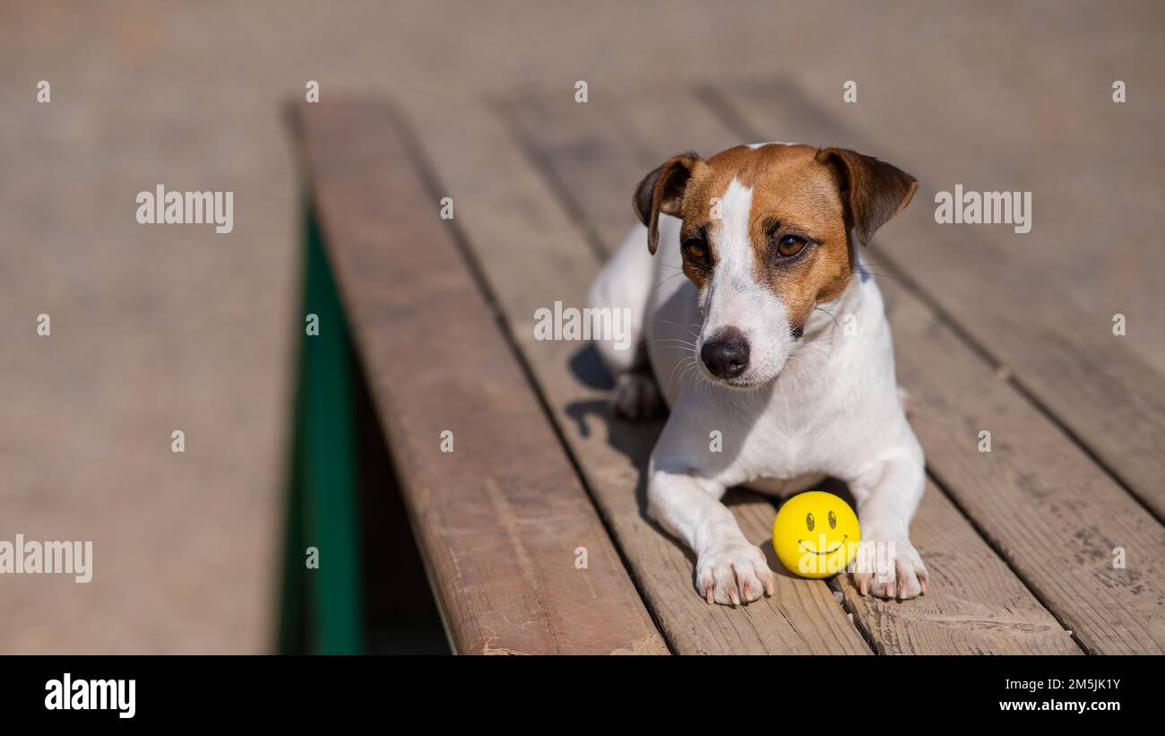 Hund Jack Russell Terrier liegt auf einer Holzbank mit einem gelben Ball und einem Gesicht. Stockfoto