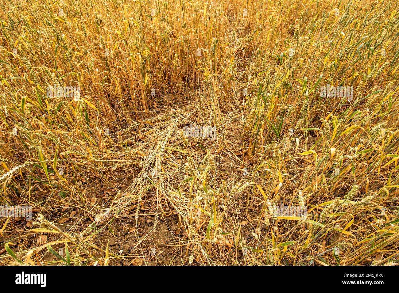 Ländliche idyllische landwirtschaftliche Landschaft des Gerstenfeldes (Hordeum vulgare), Stockfoto