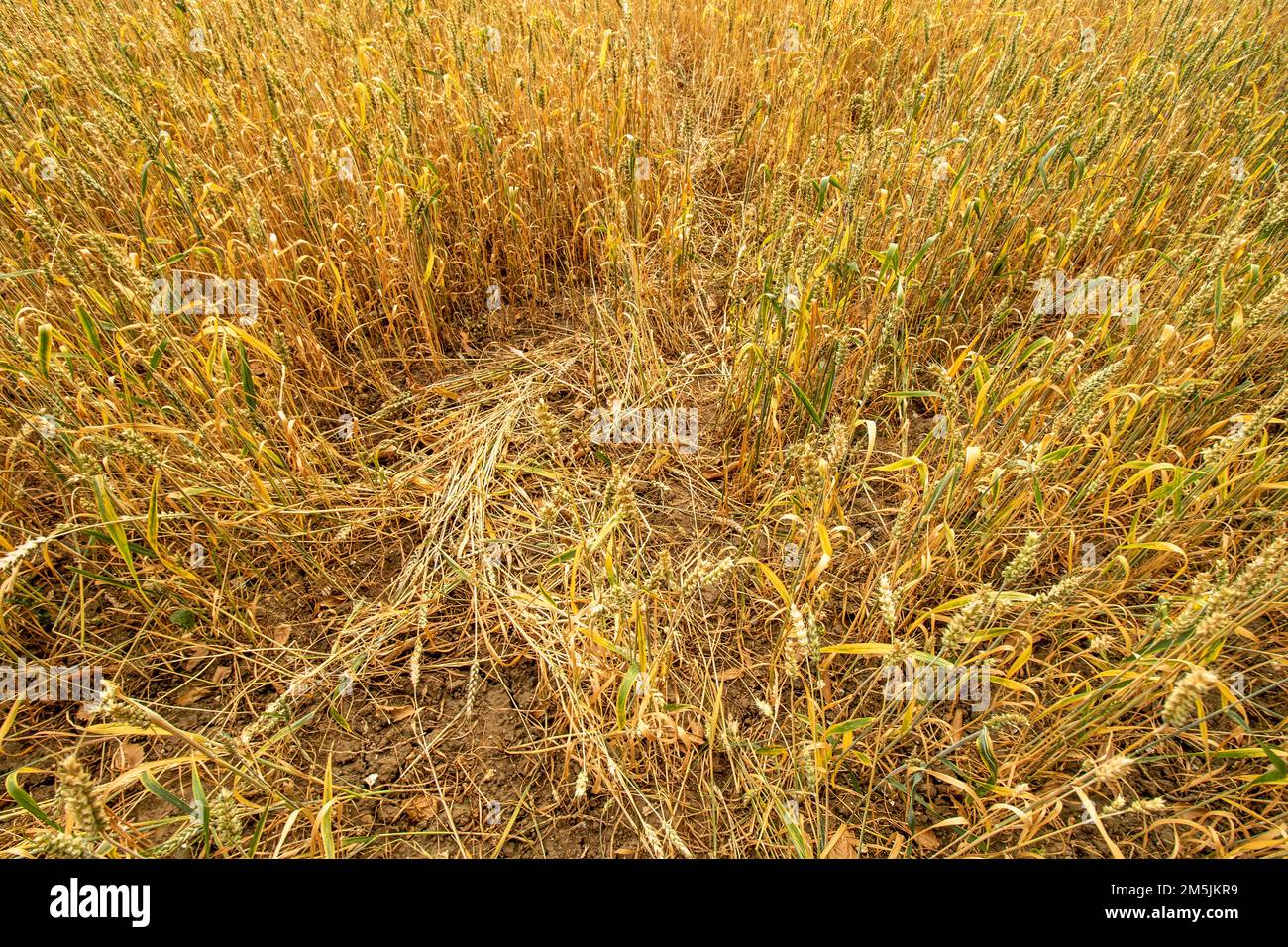 Ländliche idyllische landwirtschaftliche Landschaft des Gerstenfeldes (Hordeum vulgare), Stockfoto