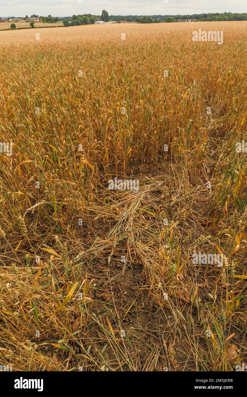 Ländliche idyllische landwirtschaftliche Landschaft des Gerstenfeldes (Hordeum vulgare), Stockfoto