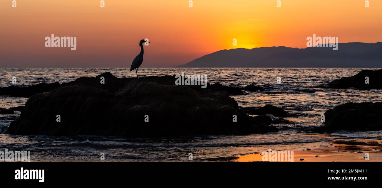 Ein großer Vogel Great Egret ist Eine Silhouette vor einem farbenfrohen Sonnenuntergangshimmel im Banner Image Format Stockfoto