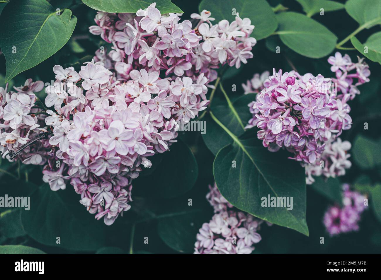 Flieder in Blüte, fotografiert am Arboretum in Budapest. Stockfoto