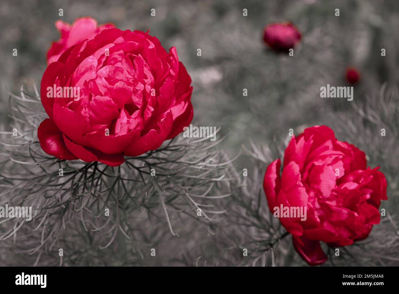 Paeonia tenuifolia l Fotos und Bildmaterial in hoher Auflösung Alamy