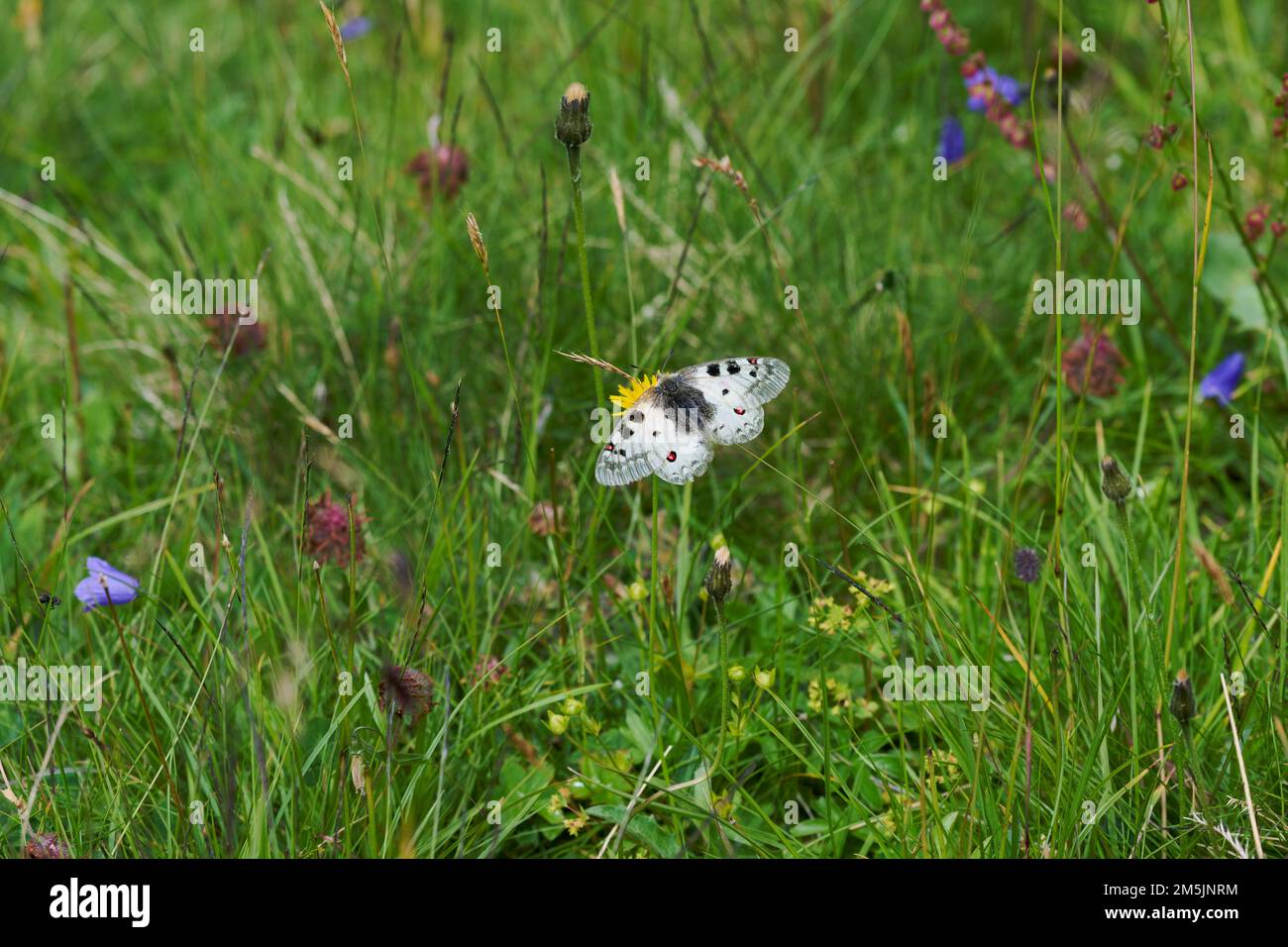 Alpenapollo, Parnassius sacerdos, Alpiner Apollo-Schmetterling Stockfoto