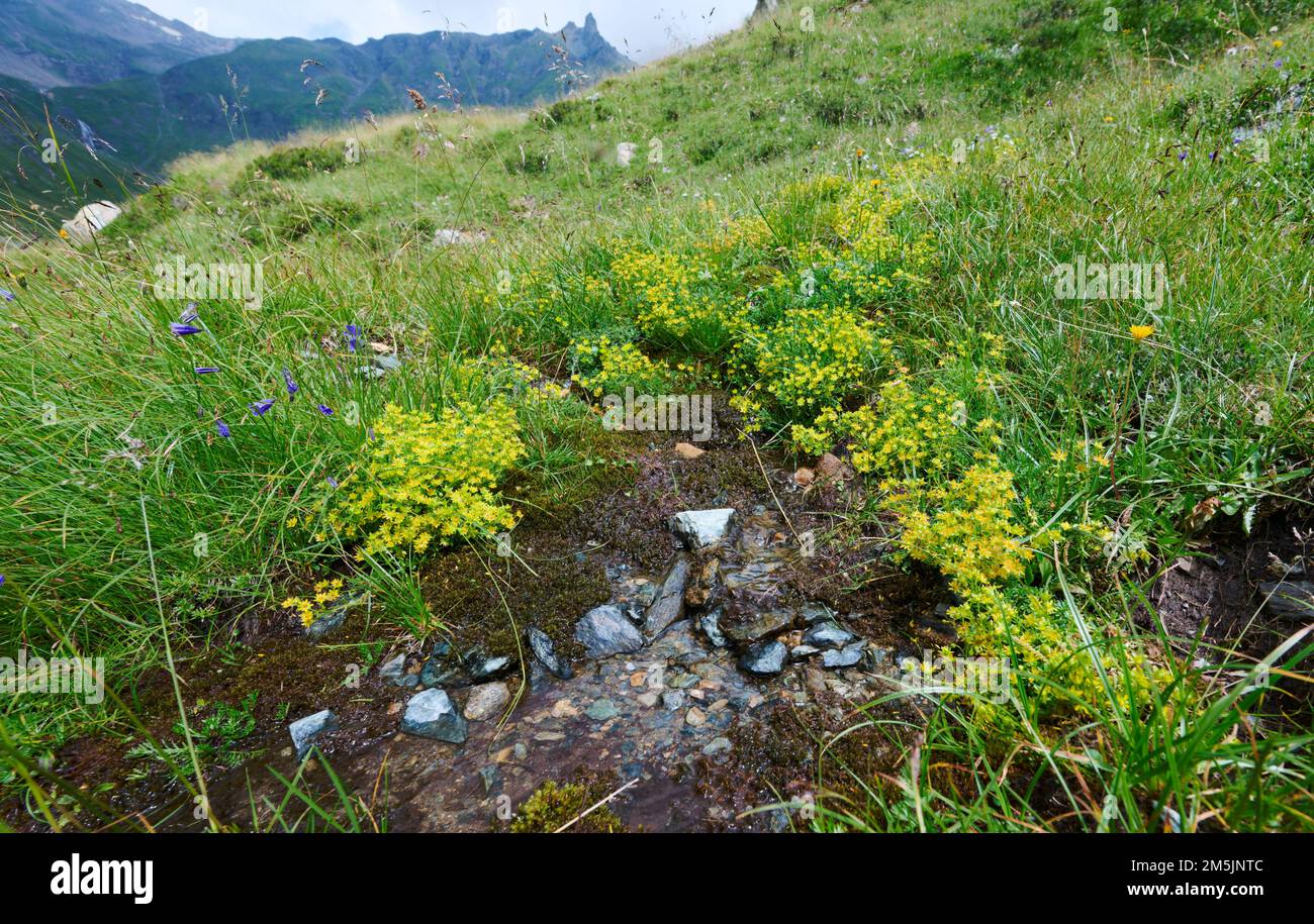 Alpenapollo Lebensraum, Parnassius sacerdos, Alpine Apollo Butterfly Habitat Stockfoto