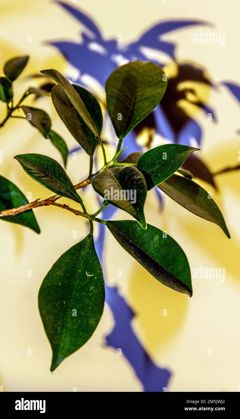 Ficus Bonsai-Baumschatten Stockfoto