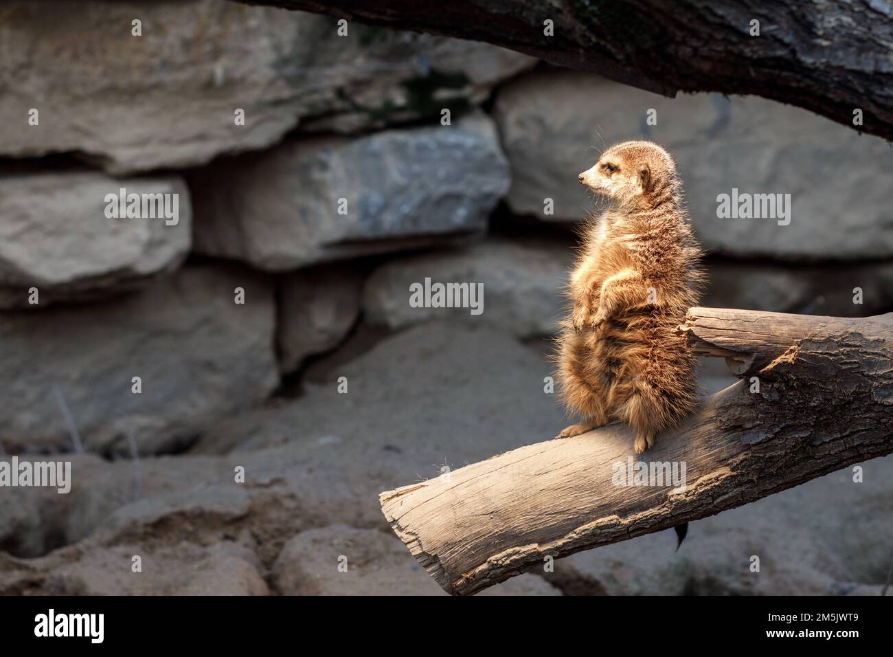 Meerkat Suricate gefunden in Hellabrunn, Zoo München, Deutschland. Stockfoto