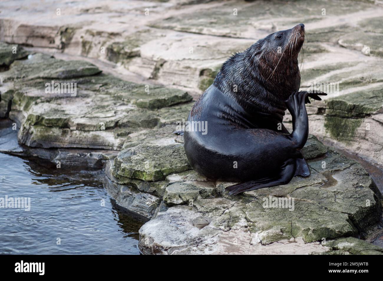 Südamerikanischer Seelöwe gefunden in Hellabrunn, Zoo München, Deutschland. Stockfoto