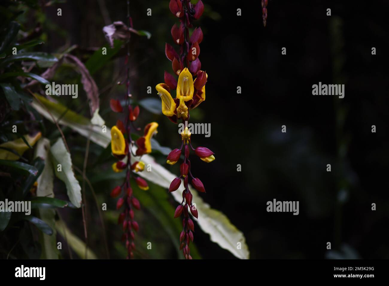 Blumengrüne Tapete Makro Stockfoto