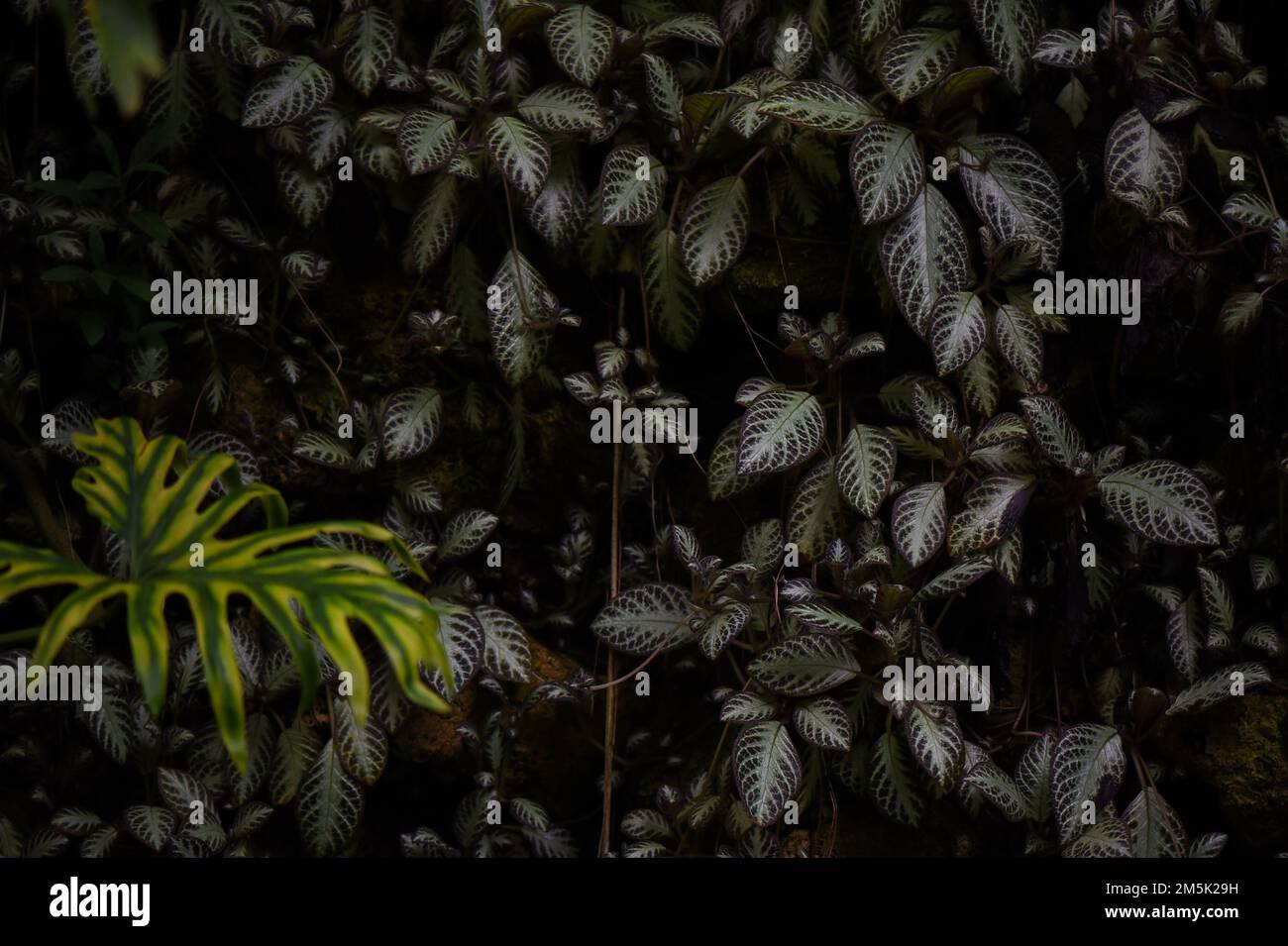 Blumengrüne Tapete Makro Stockfoto