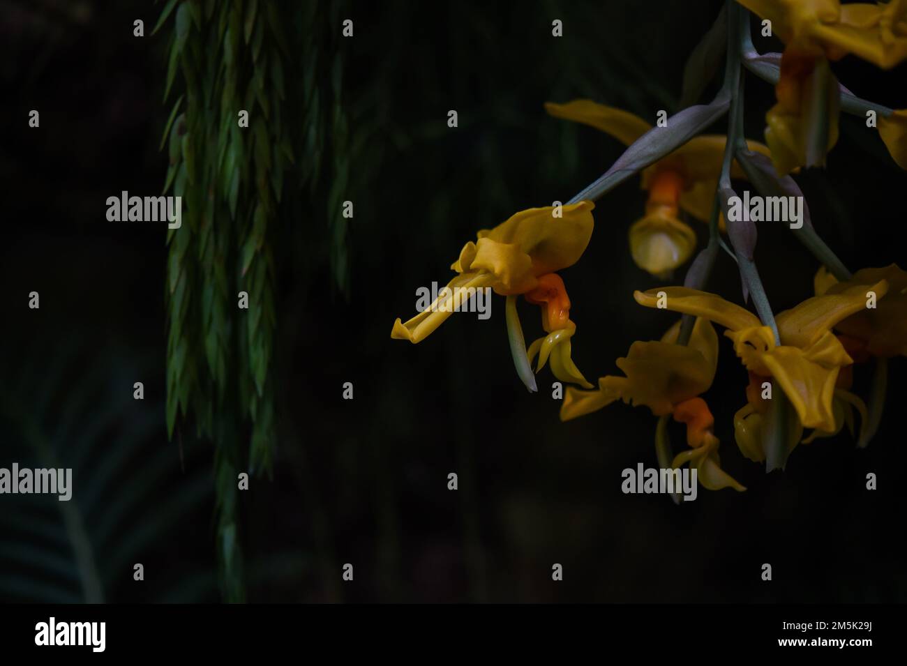 Blumengrüne Tapete Makro Stockfoto