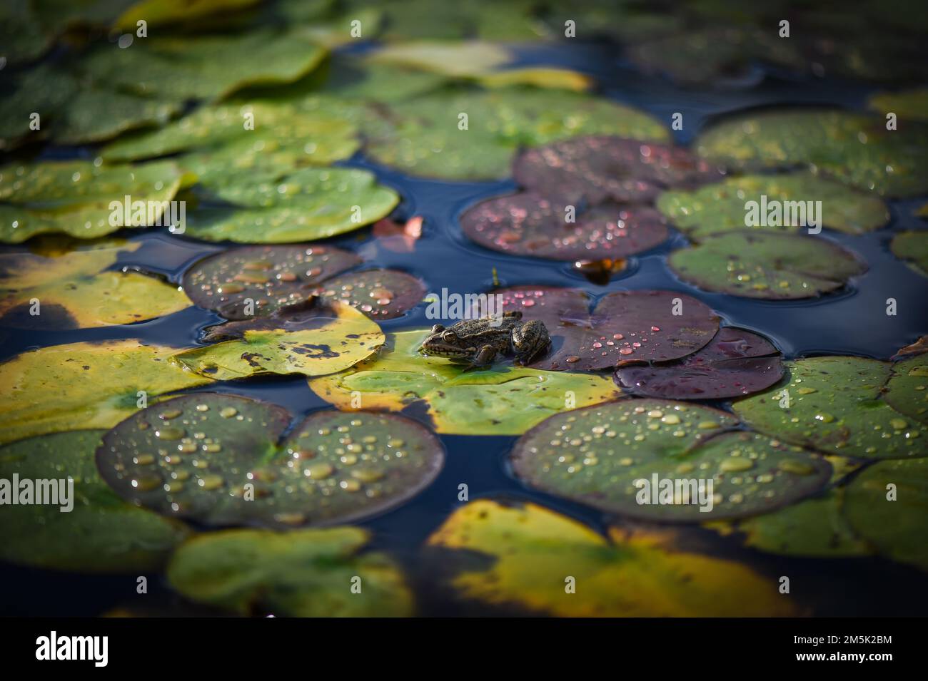 Blumengrüne Tapete Makro Stockfoto