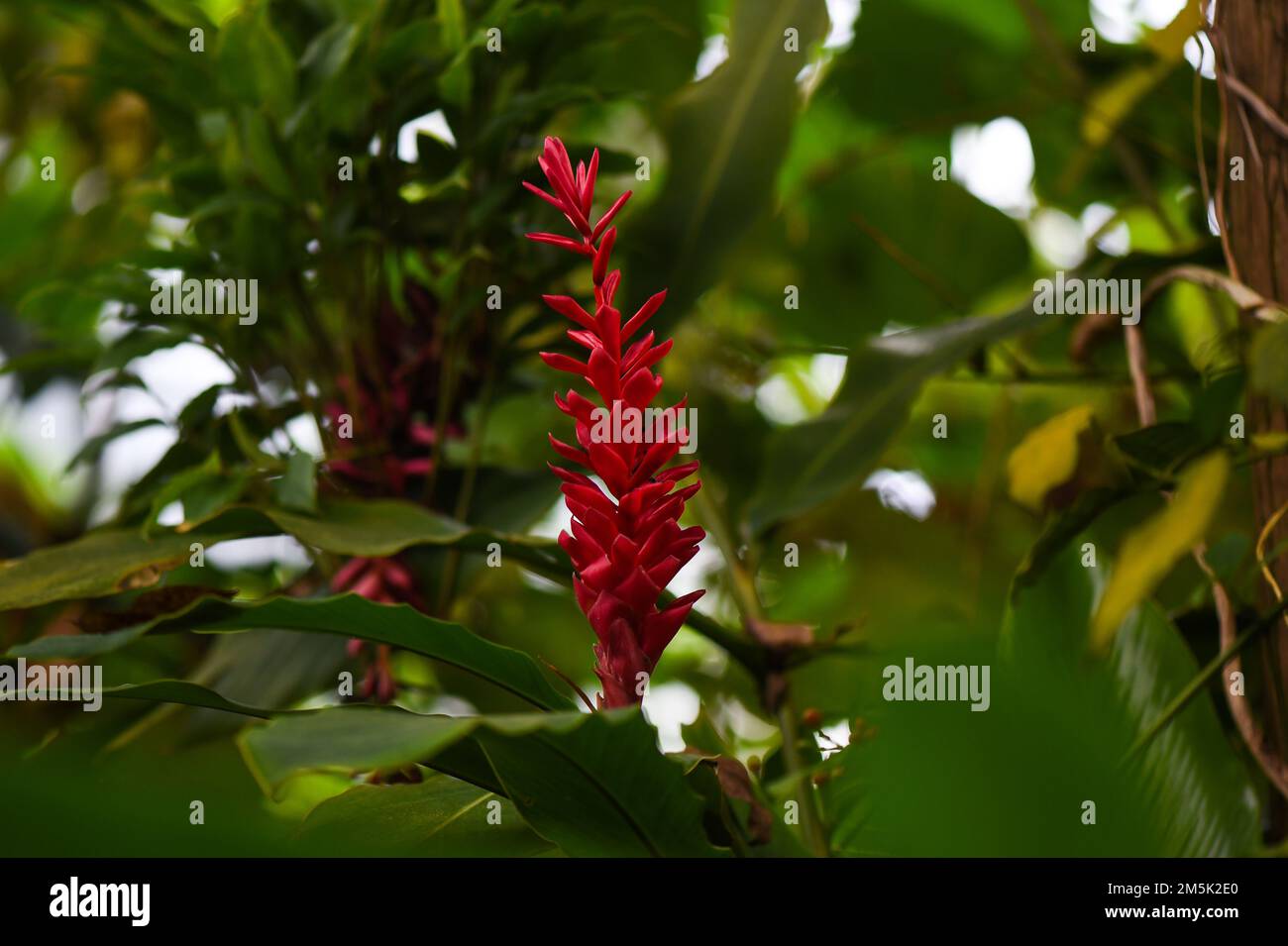 Blumengrüne Tapete Makro Stockfoto