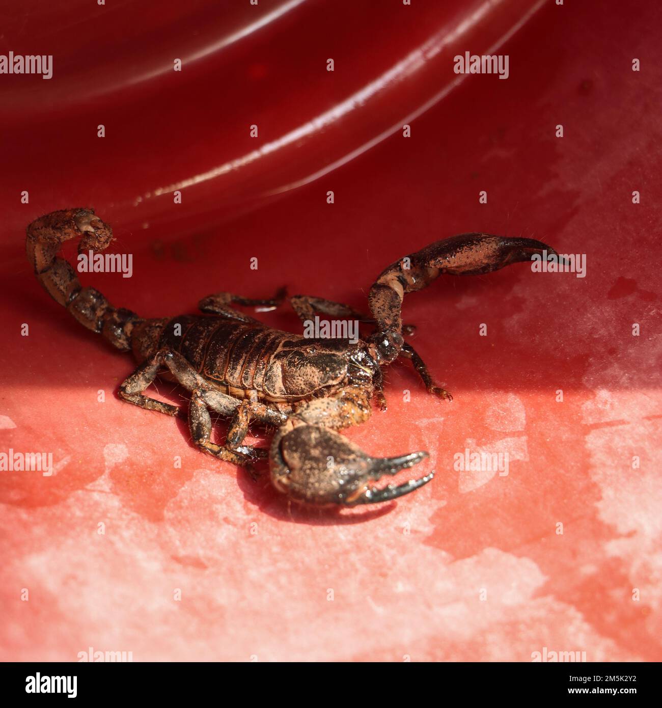 Eine Nahaufnahme von Gigantometrus swammerdami, Giant Forest Scorpion, der auf rotem Boden läuft Stockfoto