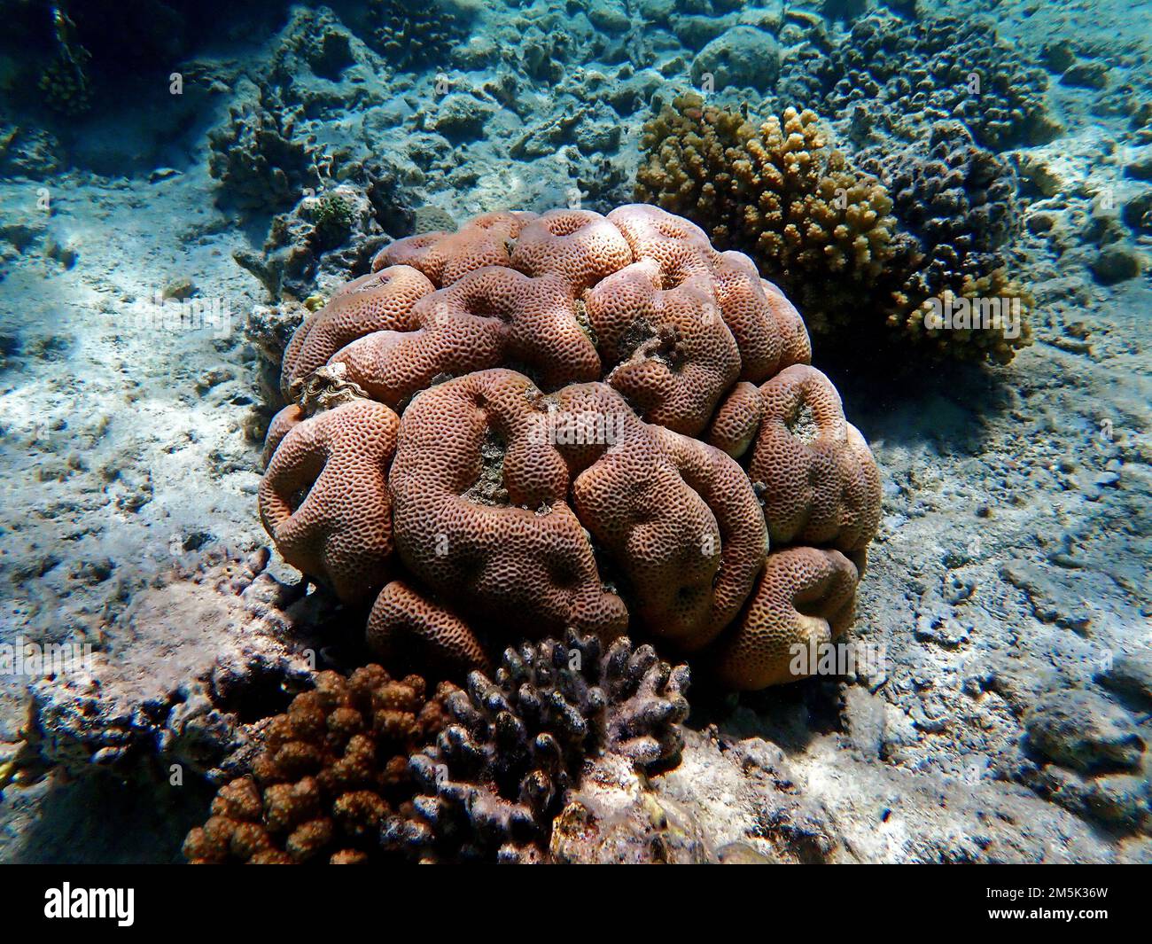 Goniastrea-Long-Polyp-Steinkorallenphotographie Stockfoto